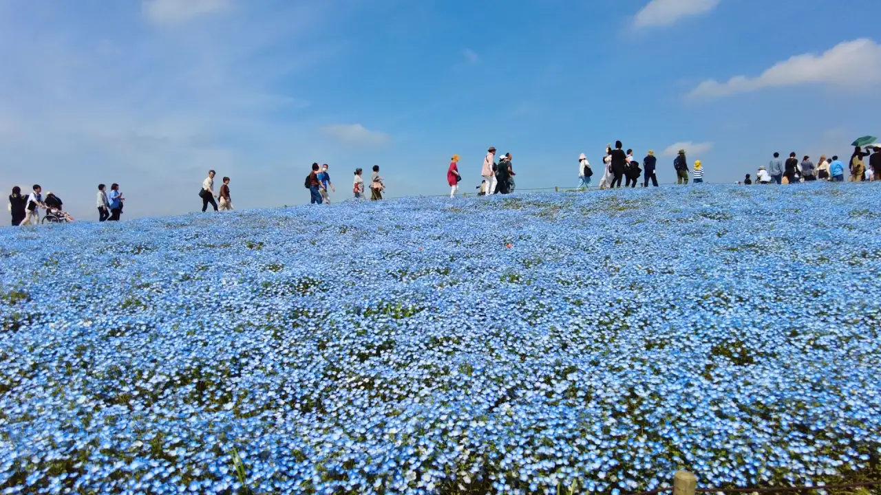 ひたち海浜公園 ネモフィラ