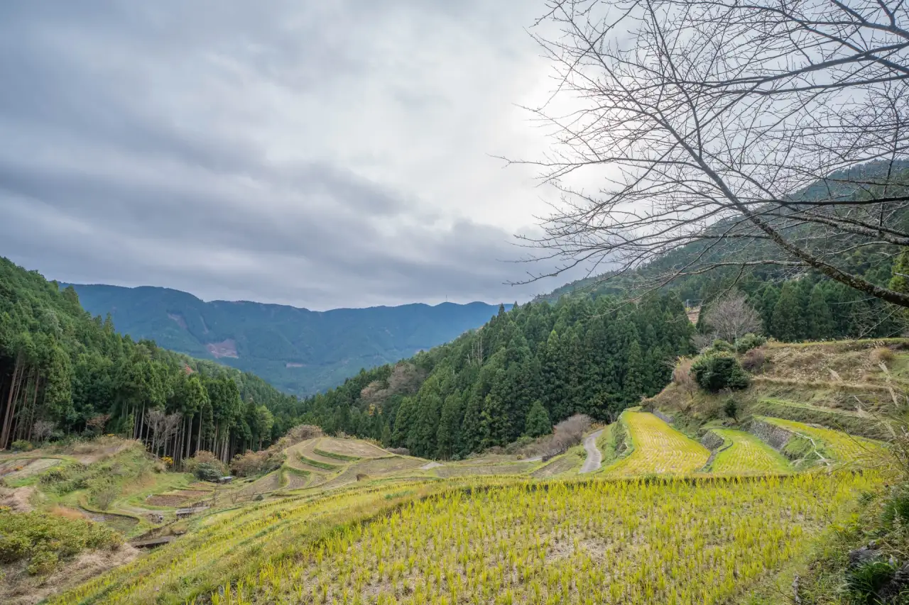 樫原の棚田