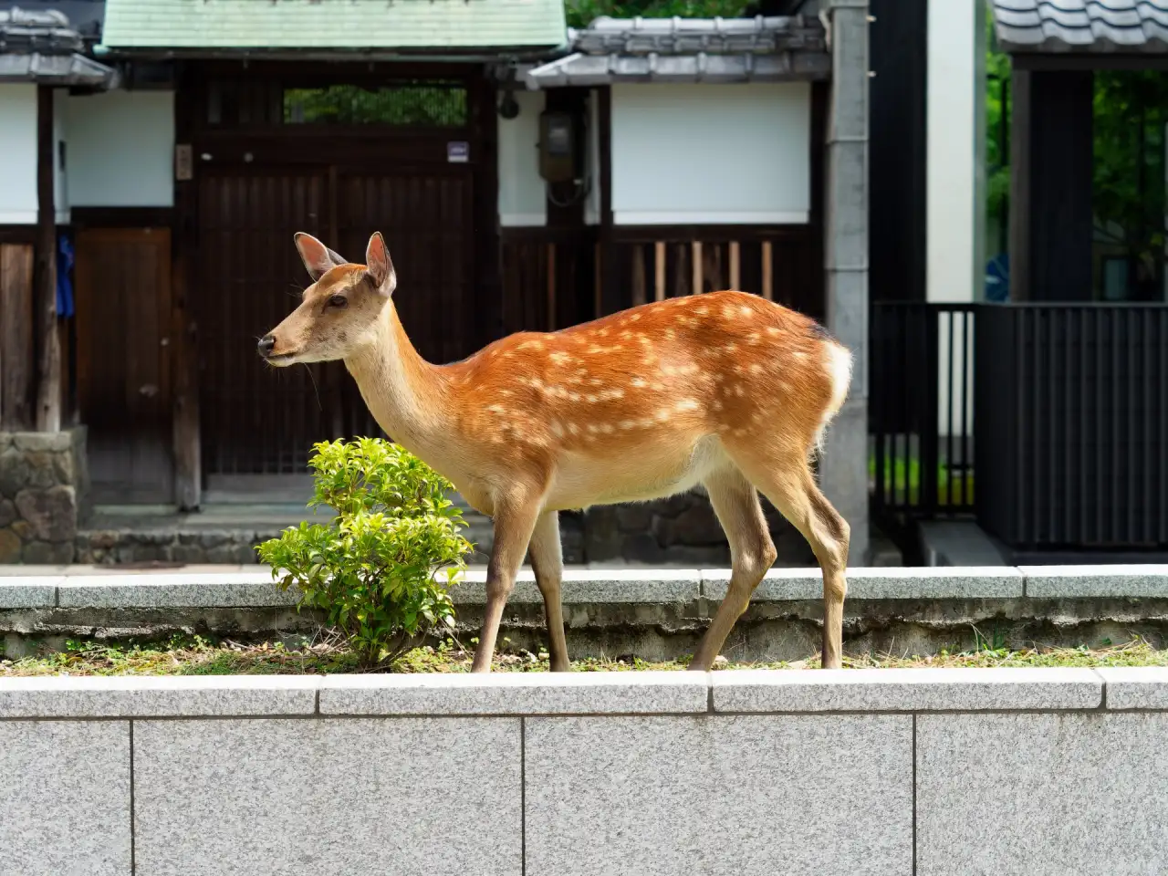 花壇に入る鹿